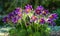 Pulsatilla, a bush of flowers in the garden