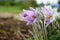 Pulsatilla flower in garden