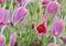 Pulsatilla flowers