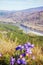 Pulsatilla flowers in Altay mountains landskape