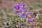 Pulsatilla flowers at Tribec mountains