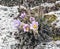 Pulsatilla grandis flowers in spring Palava mountains in Czech republic