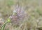 Pulsatilla grandis, the greater pasque flower seeds