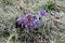 Pulsatilla, Meadow Anemone in early spring