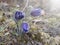 Pulsatilla montana or mountain cat blue purple spring flower