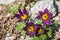 Pulsatilla pasque flower