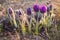 Pulsatilla, Pasque Flower, beautiful spring flower, Pulsatilla vulgaris