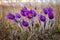 Pulsatilla, Pasque Flower, spring flower, Pulsatilla vulgaris with drops of water