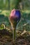 Pulsatilla patens bloom. Common blue Eastern pasqueflower plant. Prairie crocus blossom.