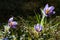 Pulsatilla patens bloom. Common blue Eastern pasqueflower plant. Prairie crocus blossom.