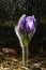 Pulsatilla patens bloom. Common blue Eastern pasqueflower plant. Prairie crocus blossom.