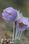 Pulsatilla patens blooming in southern finlands forests