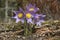 Pulsatilla patens (Eastern pasqueflower, prairie smoke, prairie crocus, and cutleaf anemone)