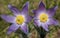 Pulsatilla patens (Eastern pasqueflower, prairie smoke, prairie crocus, and cutleaf anemone) with flowers