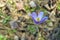 Pulsatilla patens or Prairie Crocus. Violet flowers close up. Pasqueflowers. Wild Spring beautiful Flowers