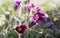 Pulsatilla patens purple flowers in spring. High quality photo