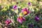 Pulsatilla patens purple flowers in spring. High quality photo