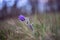 Pulsatilla - purple flowers of a cornflower growing in a meadow and illuminated by the setting sun