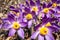 Pulsatilla, purple spring flowers