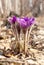 Pulsatilla, purple spring flowers