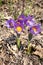 Pulsatilla, purple spring flowers