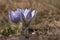 Pulsatilla slavica blooming on hillside