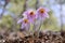 Pulsatilla styriaca - Wild plant shot in the spring.