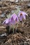 Pulsatilla styriaca - Wild plant shot in the spring.