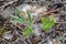 Pulsatilla styriaca - Wild plant shot in the spring.