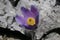 Pulsatilla styriaca - Wild plant shot in the spring.