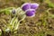 Pulsatilla taurica. Latvia nature, Salaspils Botanical Garden