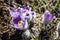 Pulsatilla vernalis in spring