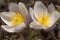 Pulsatilla Vernalis - Spring Pasqueflower