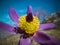 Pulsatilla vernalis (spring pasqueflower, arctic violet, lady of the snows)