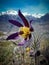 Pulsatilla vernalis (spring pasqueflower, arctic violet, lady of the snows)