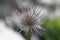 Pulsatilla vulgaris