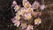 Pulsatilla vulgaris, pasca flower, grows in early spring in a field