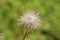 Pulsatilla vulgaris or Pasque flower flower hairy silky white seed head planted in local urban garden