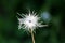 Pulsatilla vulgaris or Pasque flower flowers hairy silky white seed head planted in local garden on warm sunny summer day