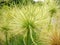 Pulsatilla vulgaris pasque flower hairy silky seed head close up