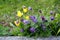 Pulsatilla vulgaris or Pasque flower with violet bell-shaped flowers mixed with Tulips or Tulipa spring-blooming yellow flowers in