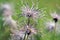 Pulsatilla vulgaris seedhead