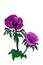 \\\'Pulsatilla Vulgaris Violet\\\' wind flowers line drawing