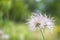 pulsatilla - wild hairy flower close-up