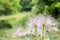 pulsatilla - wild hairy flower close-up