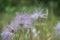 pulsatilla - wild hairy flower close-up