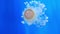 Pulsing mediterranean jelly movement fried egg jellyfish cotiloriza motion medusa deep blue underwater background