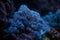 pulsing xenia soft coral colony move tentacles in strong flow, live rock stone nano reef marine aquarium, LED blue light