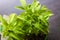 Pulverizing the stevia plant closeup, watering plants - Image