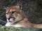 Puma american cougar in Costa Rica